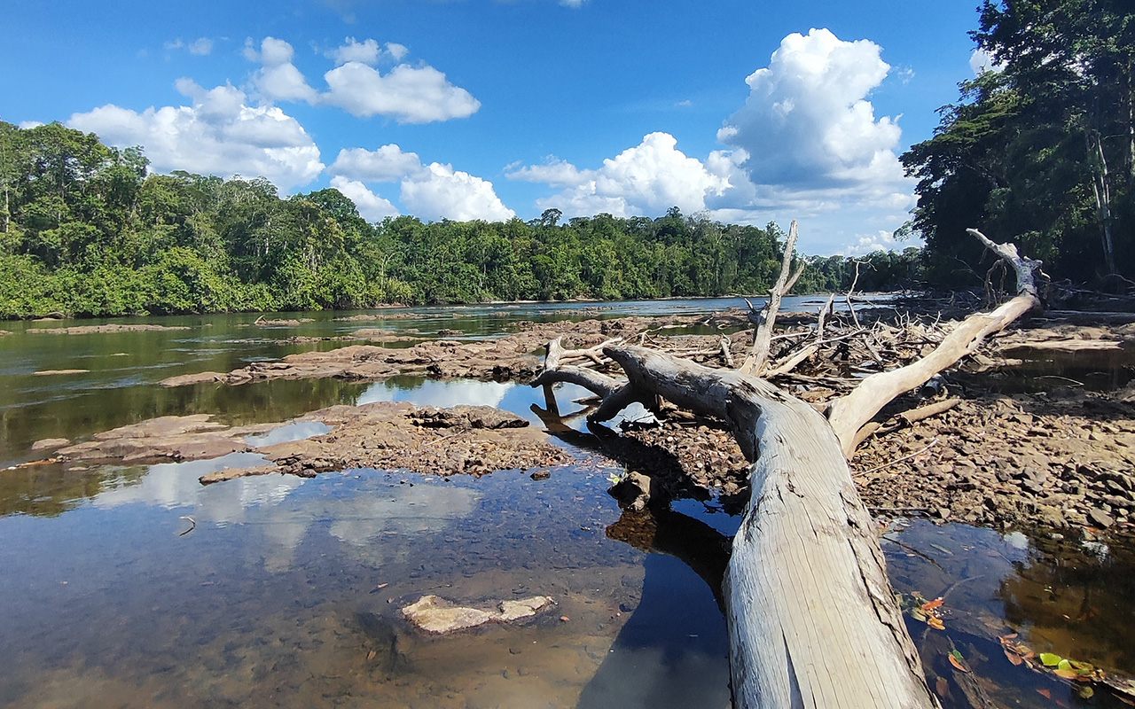 Extreme drought and heat from the last El Niño signal a “new normal” for tropical forests