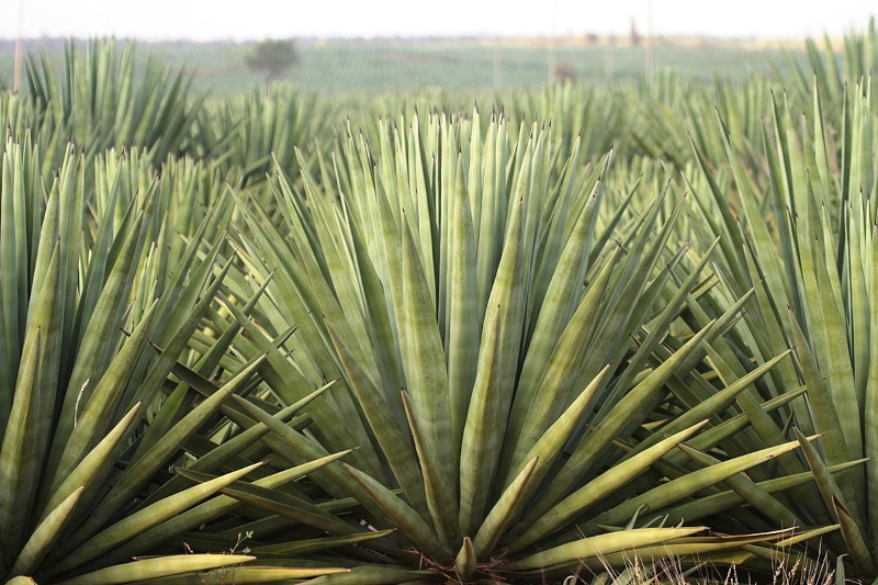 El uso de biocarbón en el cultivo de agave aumenta un 60 % la biomasa vegetal