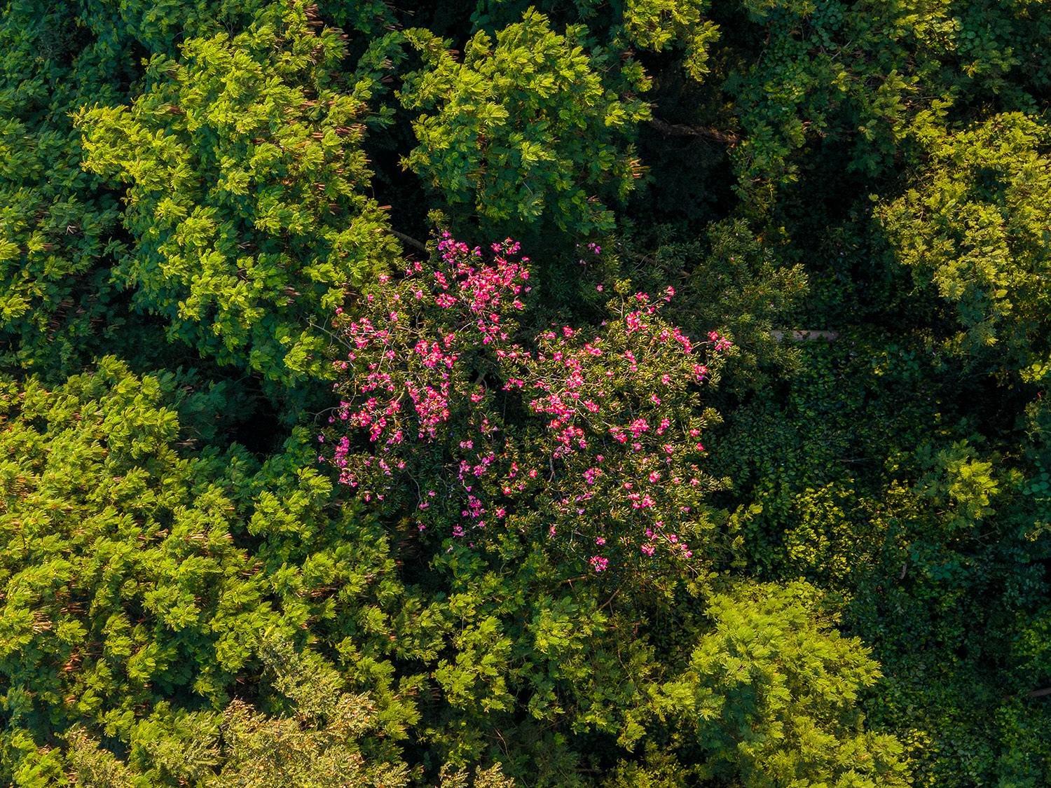 Regeneração natural de florestas ajuda a conter o avanço de espécies invasoras
