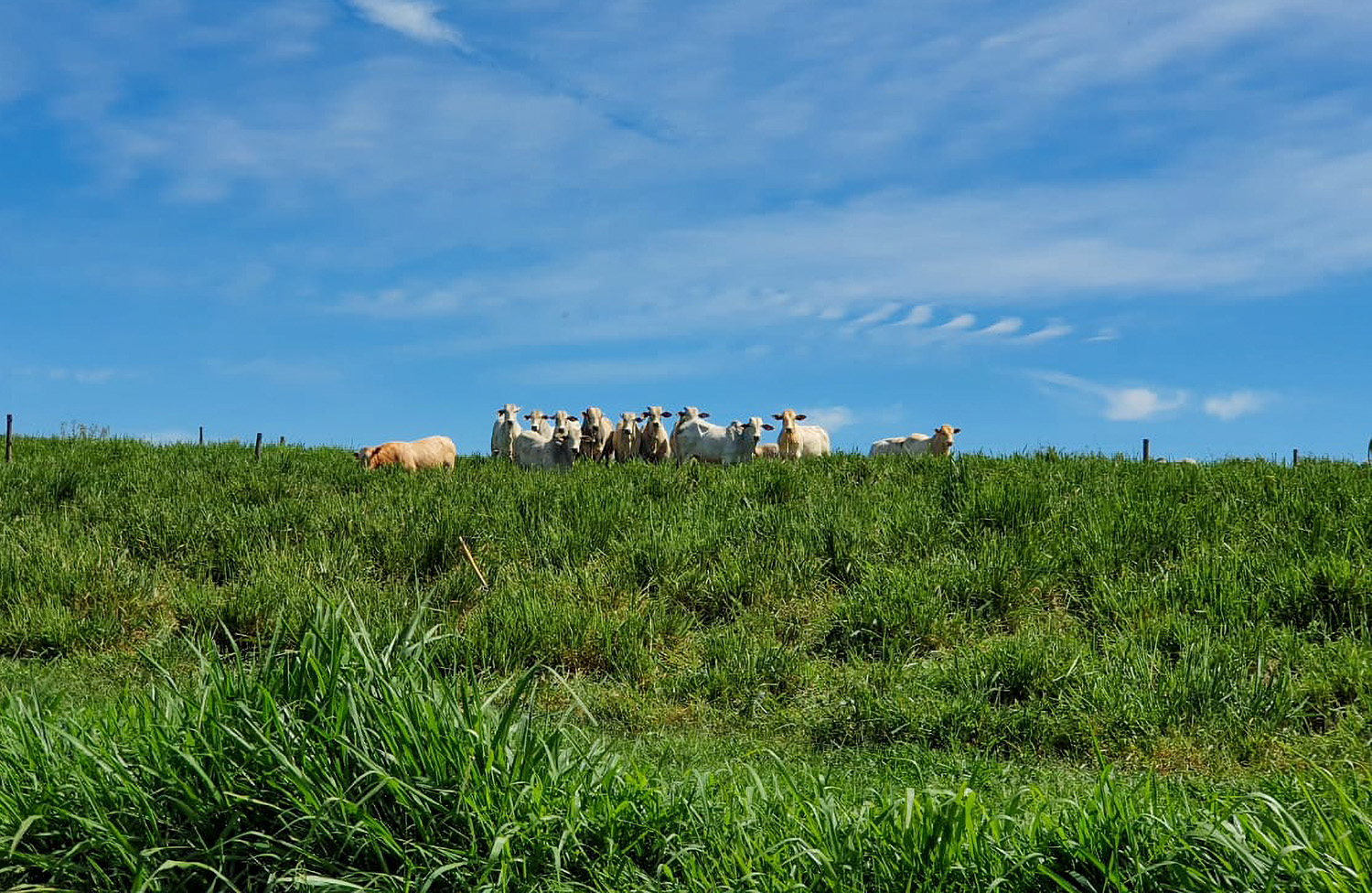 Manejo adequado transforma pastagens degradadas em reservatórios de carbono