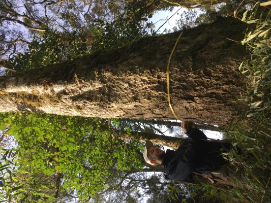 More than 80% of tree species endemic to the Atlantic Rainforest are  threatened with extinction