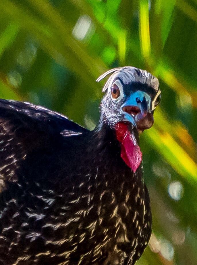 Perda de aves e mamíferos reduz em 60% a propagação de sementes (foto: Pedro Jordano)