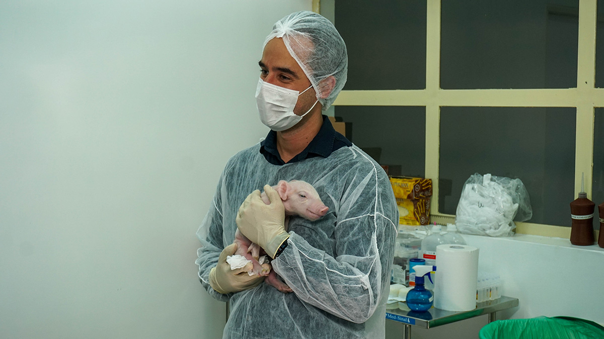 Após uma gestação de quase quatro meses, o primeiro clone de suíno nasceu saudável, com 1,7 kg. “O fato de o animal estar super saudável mostra que nossa técnica funciona", celebra Ernesto Goulart, professor do IB-USP e principal pesquisador do CCD (foto: Docme Comunicação para Genoma USP/divulgação)