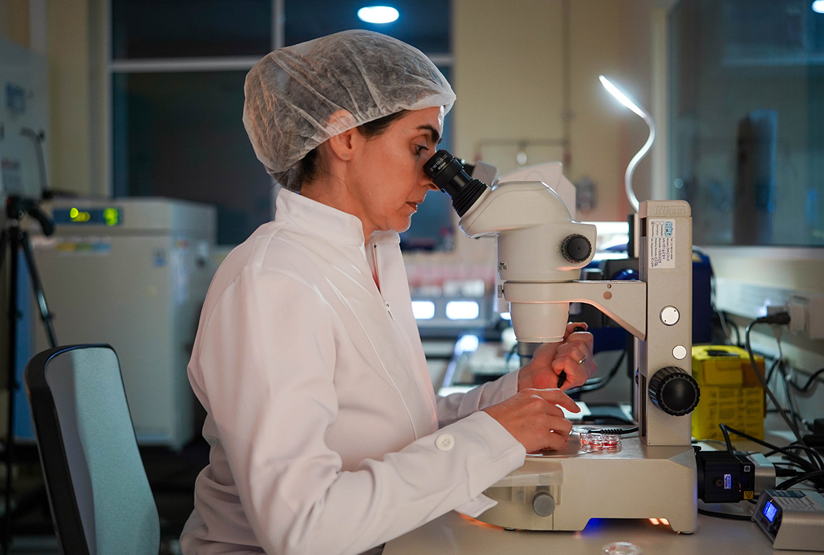A expectativa dos pesquisadores é produzir inicialmente um plantel de porcos clonados composto por alguns casais. A partir desse pequeno grupo de animais, eles esperam, por meio de reprodução natural, manter e evoluir o plantel, sem a necessidade de clonar indefinidamente (foto: Daniel Antônio/Agência Fapesp)