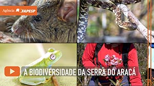 Expedição científica começa a revelar a biodiversidade da Serra do Aracá