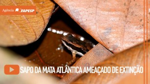 Sapo do litoral do Espírito Santo entra para a ciência já ameaçado de extinção