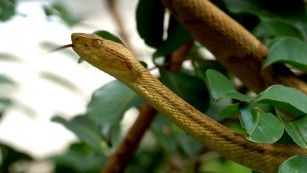 Genoma completo da jararaca-ilhoa revela como evoluíram os genes responsáveis pelas toxinas do veneno