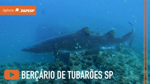 Arquipélago de Alcatrazes tornou-se local de reprodução para o tubarão-mangona