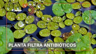 Ciência SP | Planta aquática reduz antibióticos na água