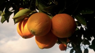 Hidrogel a base de naranja reduce infecciones en la piel