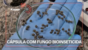 Ciência SP | Cápsula prolonga vida útil de fungo usado como bioinseticida