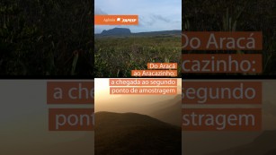 16 cientistas, 19 dias e dezenas de descobertas nos platôs da Amazônia