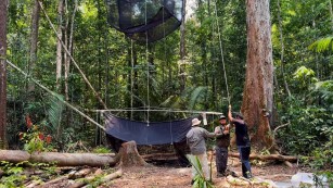Ciência SP | Cientistas avaliam a diversidade de insetos da Amazônia