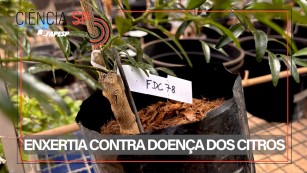 Ciência SP | Enxertia cria 'memória' de defesa contra doença dos citros