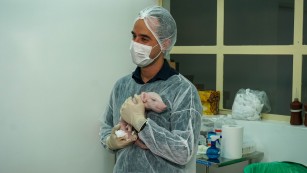 Brasil cria o primeiro porco clonado da América Latina com o objetivo de fornecer órgãos para o SUS