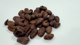 Ciência SP | Grupo cria mel ‘sabor chocolate’ usando cacau