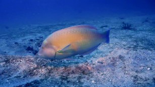 Ciência SP | A biodiversidade marinha em 30 segundos