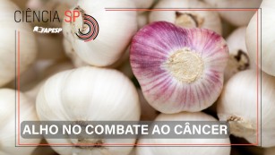 Ciência SP | Composto do alho pode ajudar no combate ao câncer