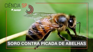 Ciência SP | Soro contra picada de abelhas entra em fase final de testes