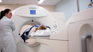 Ciência SP| Gordura e músculos ajudam a prolongar a vida de pacientes com câncer de cabeça e pescoço