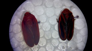 Ciência SP | Identificação de nova espécie de praga da cana pode reduzir prejuízos