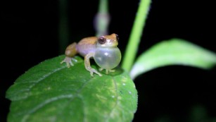 Ciência SP | Canto ultrassônico de anfíbio é arma contra predador