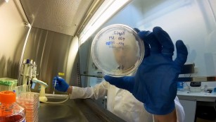 Ciência SP | Metabólitos no controle de obesidade e diabetes