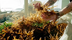Ciência SP | Biofertilizante à base de alga melhora produtividade de plantios