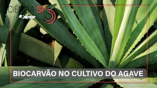 Ciência SP | Biocarvão otimiza o cultivo do agave