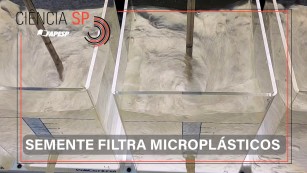 Ciência SP | Semente de moringa pode remover microplásticos da água