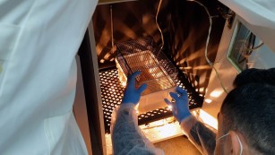 Ciência SP | Hipertensão arterial afeta a qualidade do sêmen