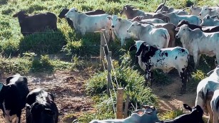 Reducir la explotación ganadera no es suficiente para recuperar el suelo de la Caatinga