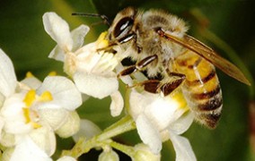 Pesquisa identifica novos táxons de algas marinhas vermelhas