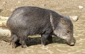 Enzimas descobertas no intestino da capivara podem facilitar o