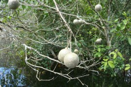 Un estudio muestra que poco más de 1.000 especies reúnen la mitad de los árboles tropicales del planeta