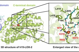 Scientists discover new inhibitors of inflammation-related enzyme