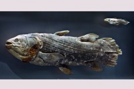 Novo exame de peixe considerado ‘fóssil vivo’ muda a compreensão da evolução craniana dos vertebrados