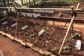 São Paulo startup bets on regenerative agriculture