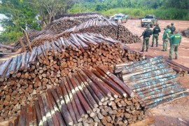 Article proposes method to reduce illegal logging in Brazil