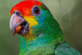 Papagaio-chauá volta ao seu hábitat em reserva de Mata Atlântica