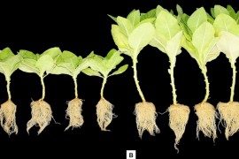 Researchers obtain patent for formula that induces germination and accelerates plant growth