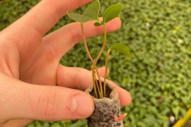 Material libera fertilizante para plantas de forma controlada y se degrada después de 90 días