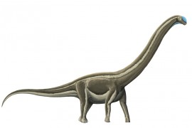 Enfermedad ósea mortal diezmó a los dinosaurios de cuello largo en el actual interior del estado de São Paulo (Brasil)