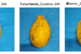 Solución a base de aceites esenciales protege frutas de hongos