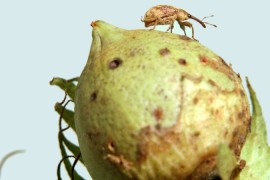 Edición génica produce plantas indigestas para las plagas