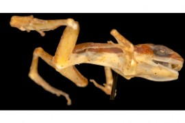 Extinct species of rocket frog described based on a single specimen kept for 62 years
