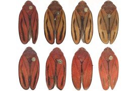 Discovery of new species of sugarcane pest may facilitate management and reduce losses