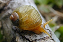 Descriptions of mollusks in the Global South are still, for the most part, the result of ‘parachute science’