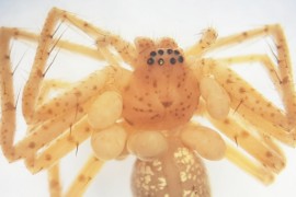 Descrito segundo ácaro parasita de aranhas do Brasil