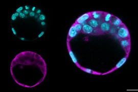 Pesquisas desvendam novas funções de duas proteínas para a renovação de células